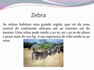 Zebra
As zebras habitam uma grande região, que vai da zona
central do continente africano até ao extremo sul do
mesmo. Uma zebra pode medir 2,20 m, ter 1,40 m de altura
e pesar mais de 200 kg. A sua esperança de vida ronda os 30
anos.
 