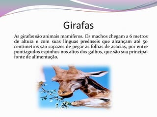 Girafas
As girafas são animais mamíferos. Os machos chegam a 6 metros
de altura e com suas línguas preênseis que alcançam até 50
centímetros são capazes de pegar as folhas de acácias, por entre
pontiagudos espinhos nos altos dos galhos, que são sua principal
fonte de alimentação.
 