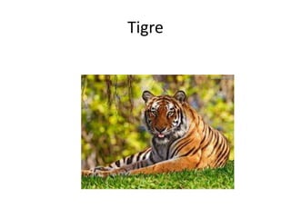 Tigre
 