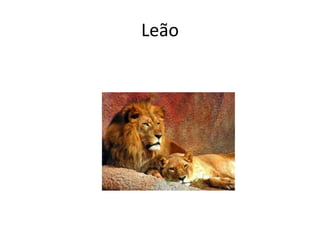 Leão
 