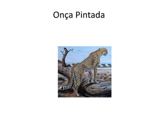 Onça Pintada
 