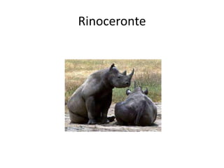 Rinoceronte
 
