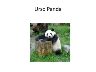 Urso Panda
 