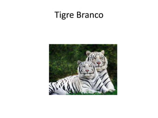 Tigre Branco
 