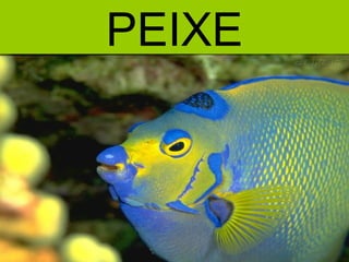 PEIXE
 