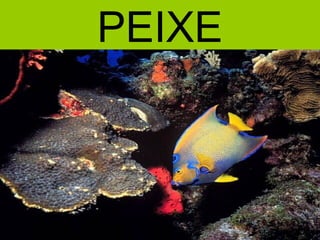 PEIXE
 