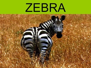 ZEBRA
 