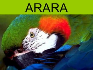ARARA
 
