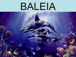 BALEIA
 