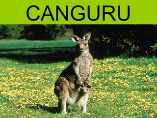 CANGURU
 