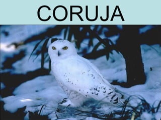 CORUJA
 