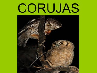 CORUJAS
 