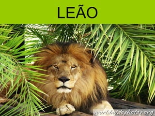 LEÃO
 