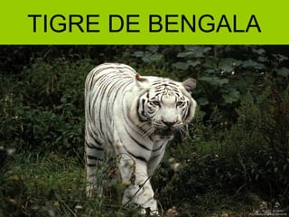 TIGRE DE BENGALA
 