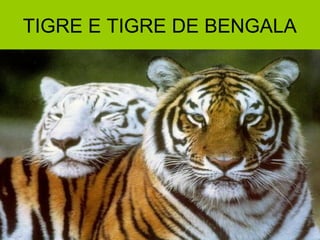 TIGRE E TIGRE DE BENGALA
 