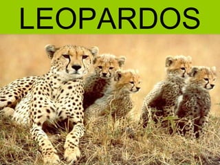 LEOPARDOS
 