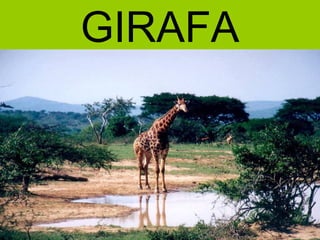 GIRAFA
 