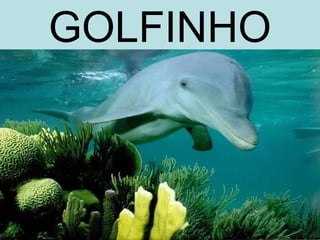 GOLFINHO
 