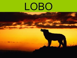 LOBO
 
