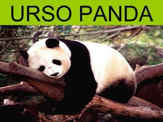 URSO PANDA
 