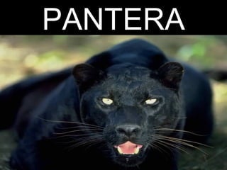 PANTERA
 