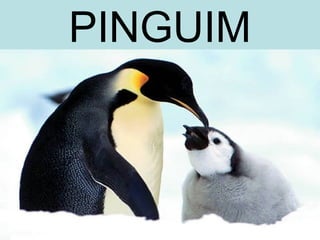 PINGUIM
 