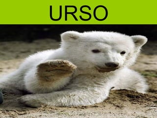 URSO
 