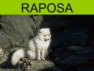 RAPOSA
 