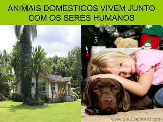ANIMAIS DOMESTICOS VIVEM JUNTO
    COM OS SERES HUMANOS
 