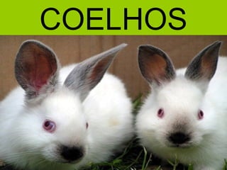 COELHOS
 