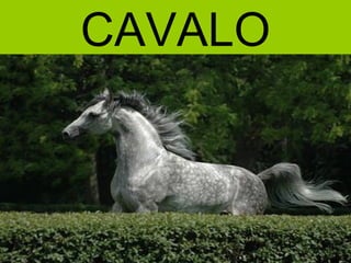 CAVALO
 