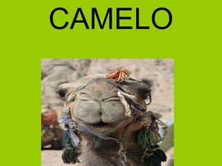 CAMELO
 