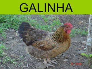 GALINHA
 
