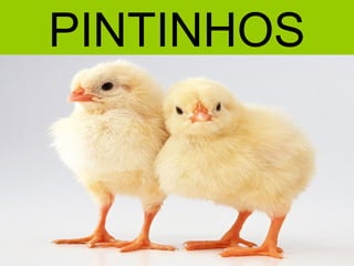 PINTINHOS
 