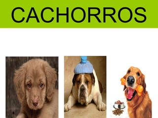 CACHORROS
 