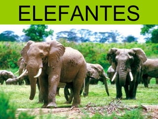 ELEFANTES
 