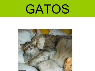GATOS
 