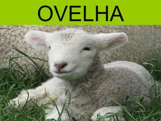 OVELHA
 