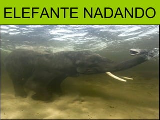 ELEFANTE NADANDO
 