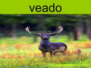 veado
 