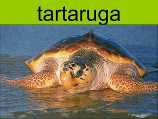 tartaruga
 