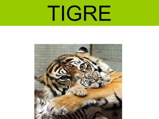 TIGRE
 