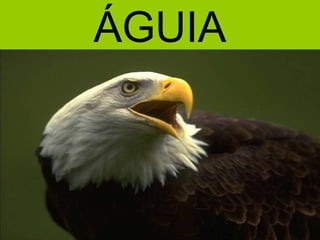 ÁGUIA
 