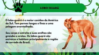 Lobo-guará
O lobo-guará é o maior canídeo da América
do Sul. Tem pernas longas e finas e uma
pelagem avermelhada.
Seu corpo é estreito e suas orelhas são
grandes e eretas. Os lobos-guará são
onívoros e habitam principalmente a região
de cerrado do Brasil.
 
