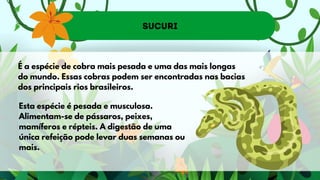 Sucuri
É a espécie de cobra mais pesada e uma das mais longas
do mundo. Essas cobras podem ser encontradas nas bacias
dos principais rios brasileiros.
Esta espécie é pesada e musculosa.
Alimentam-se de pássaros, peixes,
mamíferos e répteis. A digestão de uma
única refeição pode levar duas semanas ou
mais.
 