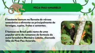Pica-pau-amarelo
É bastante comum na floresta de várzea
amazônica e alimenta-se principalmente de
formigas, cupins, frutas e sementes.
É famosa no Brasil pelo nome de uma
popular série de romances de fantasia do
autor brasileiro Monteiro Lobato, chamada
Sítio do Pica-Pau Amarelo.
 