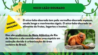 Mico-leão-dourado
O mico-leão-dourado tem pelo vermelho-dourado espesso,
cauda longa e movimentos ágeis. O mico-leão-dourado se
alimenta de frutas, lagartos e insetos.
Eles são endêmicos da Mata Atlântica do Rio
de Janeiro e são considerados uma espécie em
extinção devido à urbanização da área
costeira do Brasil.
¡espécies
ameaçadas!
 