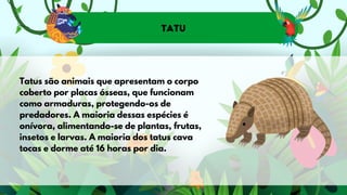 Tatu
Tatus são animais que apresentam o corpo
coberto por placas ósseas, que funcionam
como armaduras, protegendo-os de
predadores. A maioria dessas espécies é
onívora, alimentando-se de plantas, frutas,
insetos e larvas. A maioria dos tatus cava
tocas e dorme até 16 horas por dia.
 