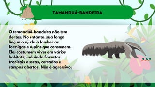 Tamanduá-bandeira
O tamanduá-bandeira não tem
dentes. No entanto, sua longa
língua o ajuda a lamber as
formigas e cupins que consomem.
Eles costumam viver em vários
habitats, incluindo florestas
tropicais e secas, cerrados e
campos abertos. Não é agressivo.
 