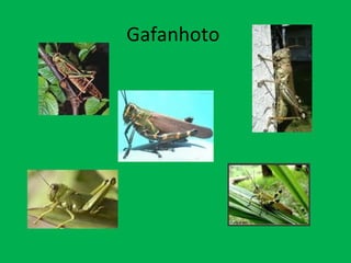 Gafanhoto  